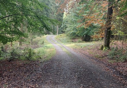 Herbst Buchenweg Lammersdorf Oktober (co) Theißen- Herbst Buchenweg Lammersdorf Oktober (co) Theißen-