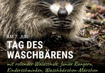 Tag des Waschbärens, © Wildpark Schmidt Tag des Waschbärens, © Wildpark Schmidt