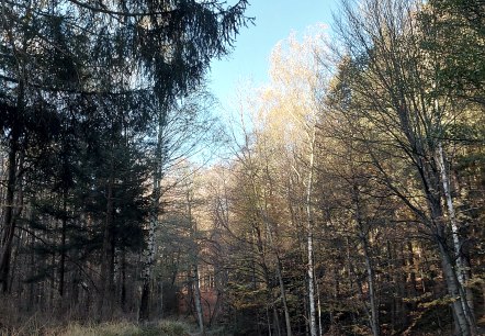 Novemberstimmung Waldweg blauer Himmel(co) Theißen Novemberstimmung Waldweg blauer Himmel(co) Theißen