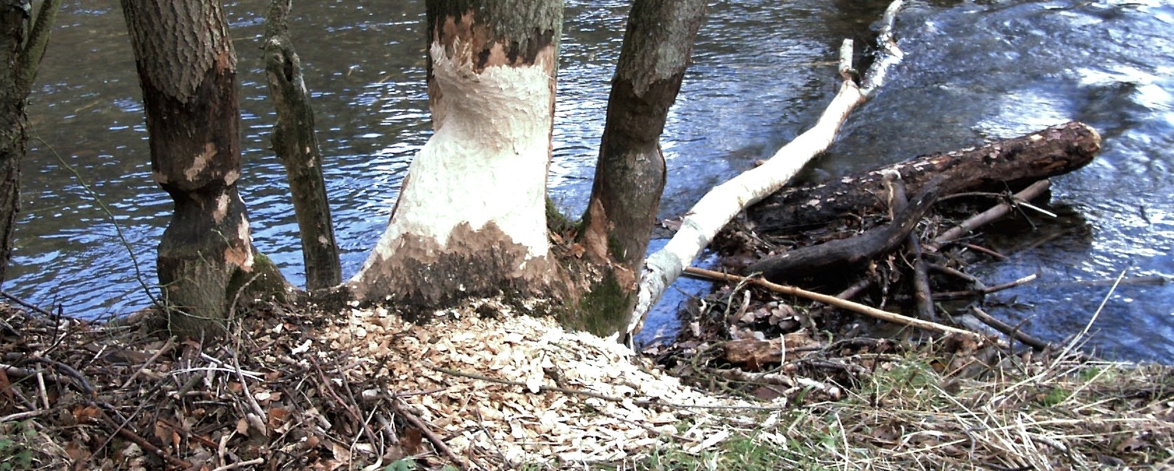 Beaver tracks Beaver tracks