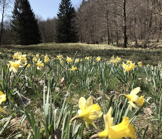 Ferienwohnung Jakobs Monschau Höfen Narzissen, © Eife(e)l-Home Ferienwohnung Jakobs Monschau Höfen Narzissen, © Eife(e)l-Home
