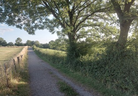 Sommerweg Krauthausen Juli-August (co) Theißen-Bra Sommerweg Krauthausen Juli-August (co) Theißen-Bra