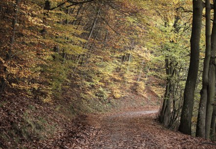 Buchen im Kermeter Buchen im Kermeter