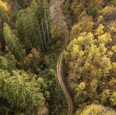 Forest, © D. Ketz Forest, © D. Ketz