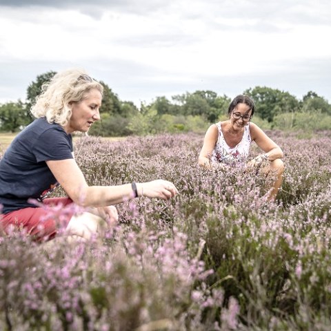 The Drover Heath, © Kreis Düren_Dennis Stratmann