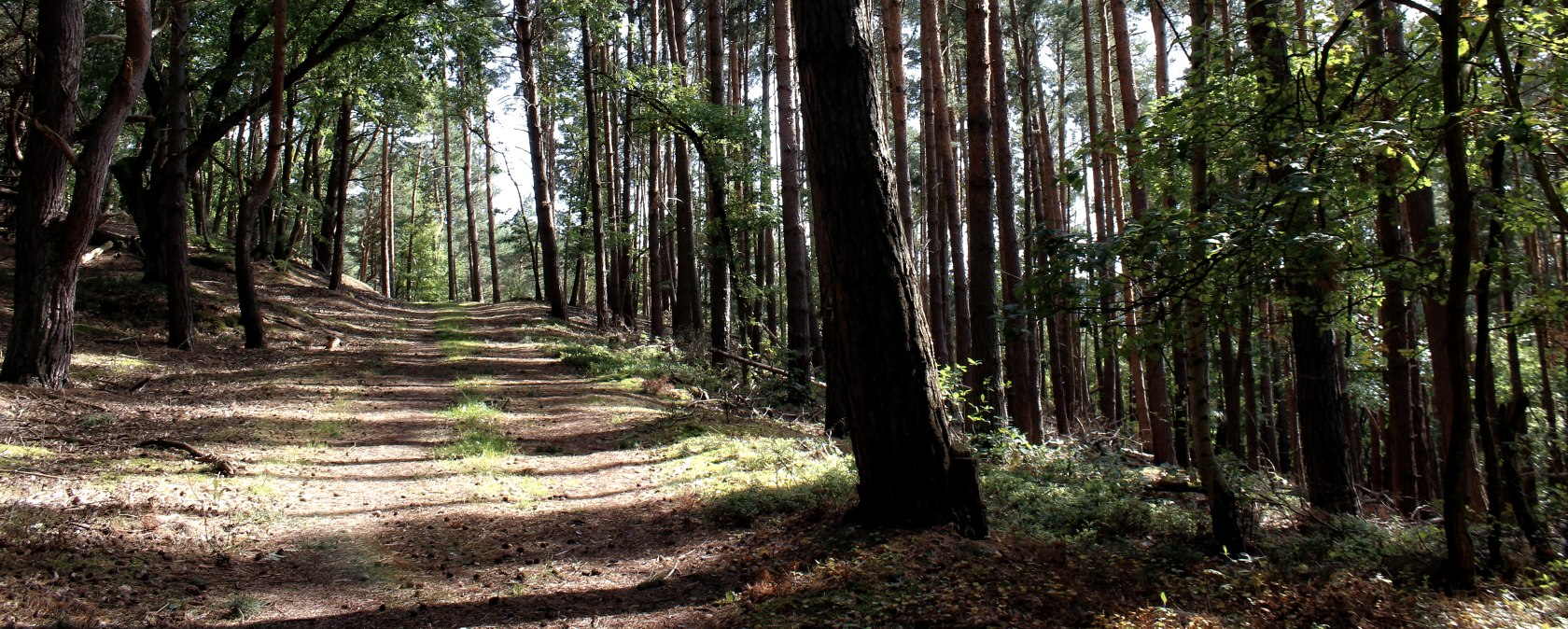 Door het badende bos