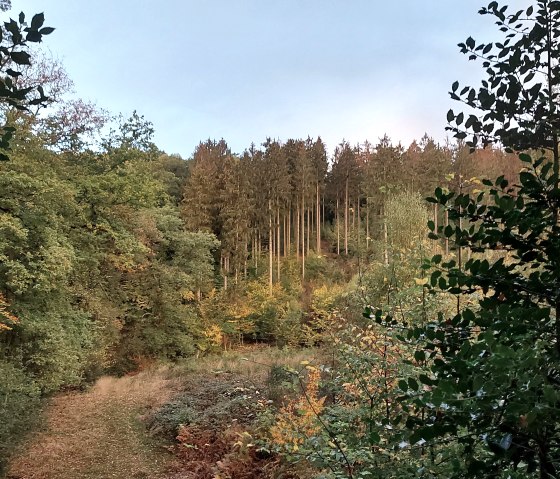 Herbstwald Vicht September-Oktober (co) Thei&szlig;en-Br