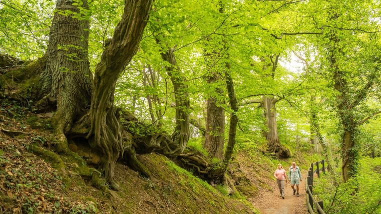 Ein malerischer Waldweg mit üppigem, grünem Laub. Zwei Wanderer genießen die Natur und spazieren die kurvenreiche Strecke entlang.