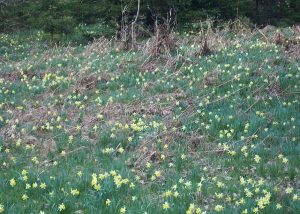 Ein Feld mit vielen gelben Narzissenblüten umgeben von grünem Gras. Die Szenerie strahlt Ruhe und Frühling aus.