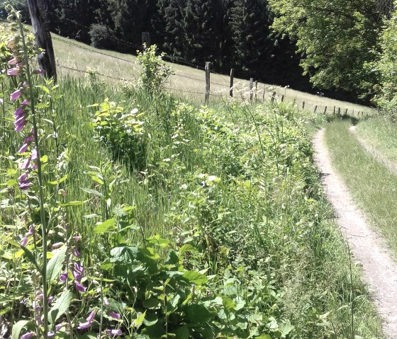 Sommerweg mit Fingerhut (co) Thei&szlig;en-Braun