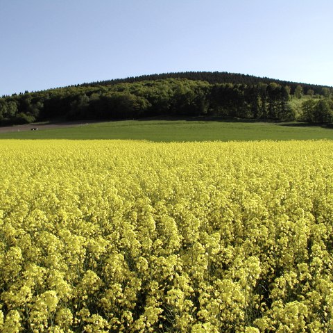 Bovenbergrunde