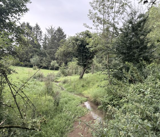 Entlang der Wanderung Nr. 87 - Wollersheimer M&uuml;hlenweg, &copy; Rureifel-Tourismus e.V., Dennis Winands
