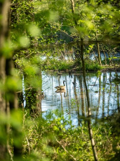 Ein ruhiger Teich in der Natur, umgeben von Bäumen und grünem Blattwerk. Eine Gans schwimmt sanft auf der Wasseroberfläche.