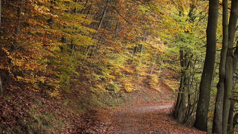Ein malerischer Waldweg mit buntem Laub in den Farben des Herbstes. Die Bäume säumen den Pfad und verleihen der Szene eine ruhige Atmosphäre.