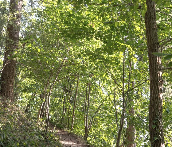 Entdeckungspfad-Nideggen-Sch&uuml;dderfeld-web-14, &copy; Rureifel Tourismus GmbH, Lilli Kommer