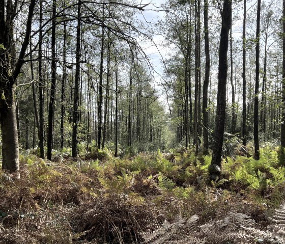 IMG_4921, &copy; Rureifel-Tourismus e.V., Michelle Wiesen