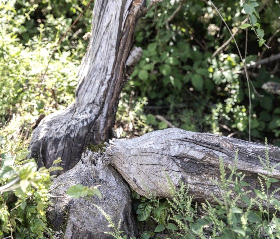 Biberspuren finden, &copy; Eifel Tourismus GmbH_ Vollmer