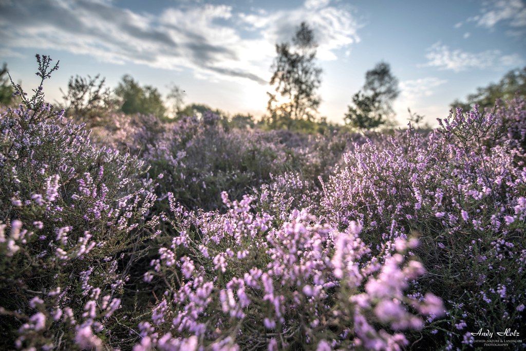 Blühende Drover Heide in der Rureifel, © Andy Holz | Kreis Düren