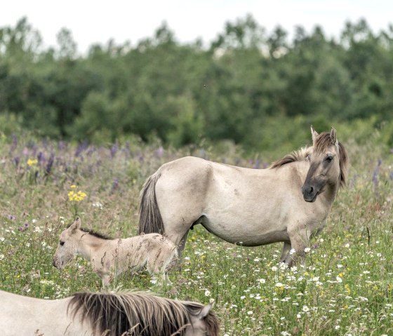Wildpferde mit Fohlen auf der Sophienh&ouml;he., &copy; RWE Power AG