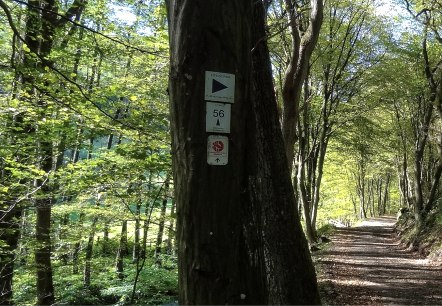 Wegst&uuml;ck mit Wald und Beschilderung, &copy; Der Eifelyeti.de
