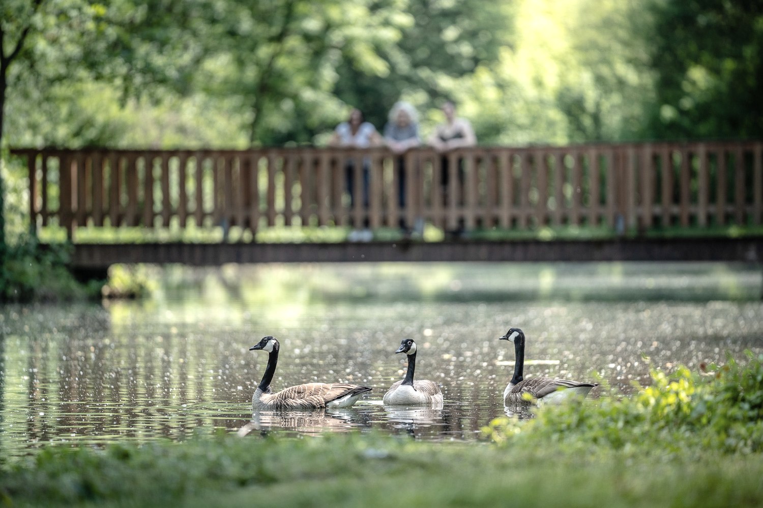Weiher am Barmener See bei Jülich im indeland, © Dennis Stratmann | Kreis Düren
