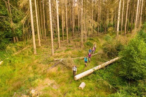 Eine Gruppe von Wanderern geht durch einen Wald mit hohen Bäumen. Im Vordergrund liegen umgestürzte Baumstämme auf dem Boden.