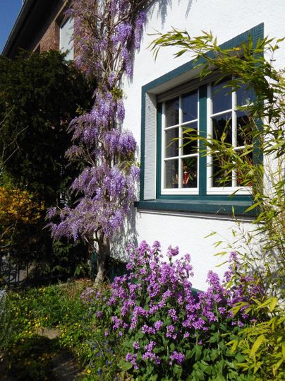 Ein schönes Haus mit bunten Blumen im Vordergrund. An der Wand des Hauses ranken lila Blütenpflanzen hoch.
