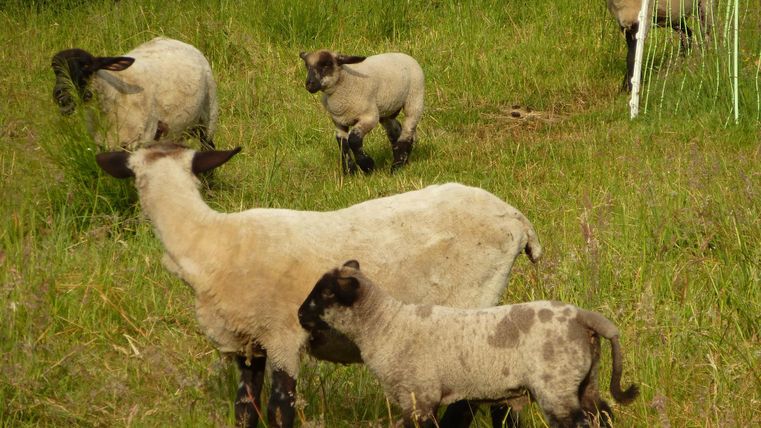 Eine Gruppe von Schafen auf einer grünen Wiese. Einige Schafe haben schwarze Köpfe und sind in verschiedenen Positionen verteilt.
