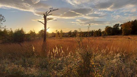 Eine weite Landschaft mit hohem, trockenem Gras und einem einsamen Baum im Vordergrund. Der Sonnenuntergang taucht die Szene in warmes Licht.