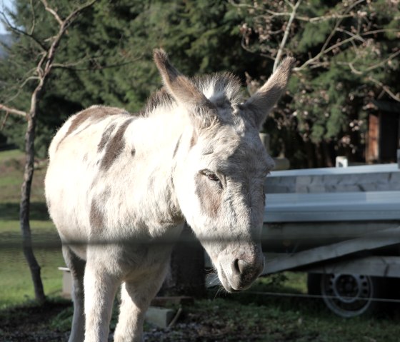 L'âne au bord de la route