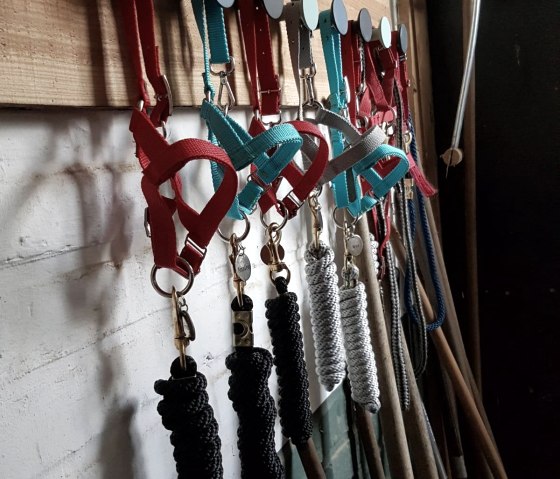 Die Halfter der Alpacas, &copy; Familie Michaelis