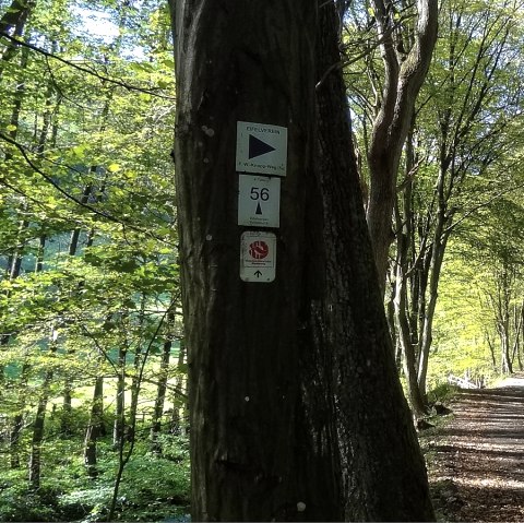 Tron&ccedil;on de chemin avec for&ecirc;t et signalisation, &copy; Der Eifelyeti.de