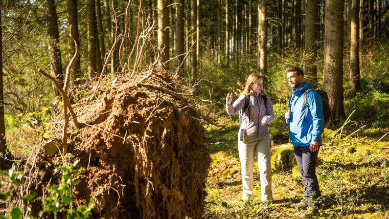 Zwei Personen stehen in einem Wald und betrachten ein umgestürztes Baumstumpf. Die Umgebung ist grün und sonnig, mit vielen Bäumen im Hintergrund.