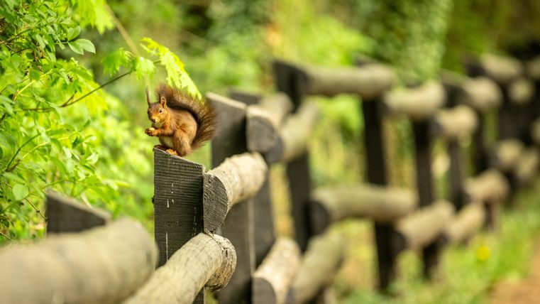 Ein Eichhörnchen sitzt auf einem Holzzaun. Im Hintergrund sind grüne Bäume und Pflanzen zu sehen.