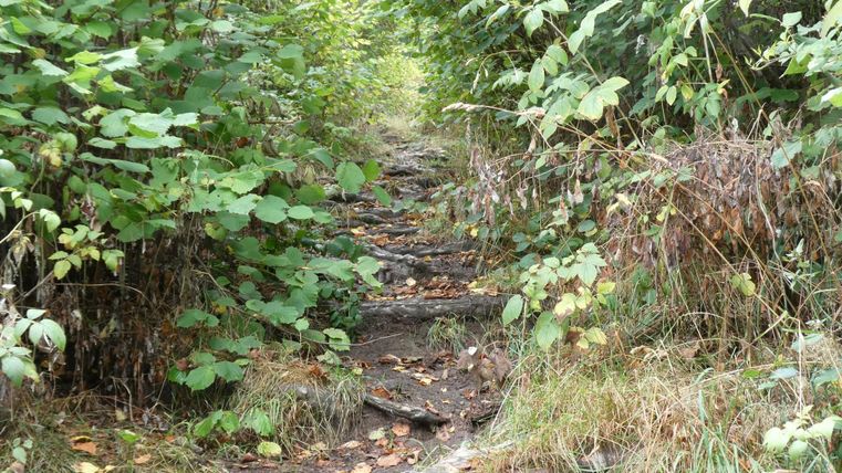 Ein bewachsener Pfad zwischen Büschen und kleinen Bäumen. Der Weg ist mit einer Mischung aus Steinen und Erde bedeckt.