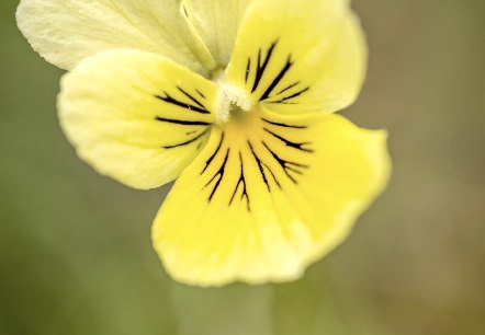 Nahaufnahme Galmeiveilchen, &copy; St&auml;dteregion Aachen, Dominik Ketz