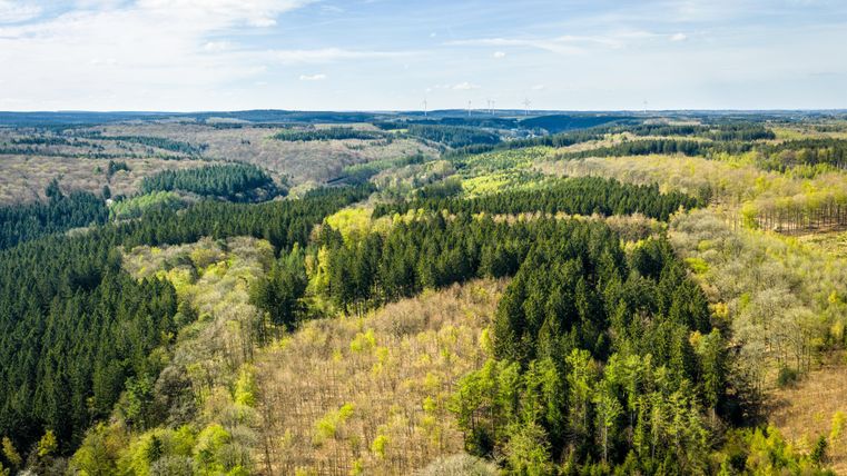 Eine weite, grüne Landschaft mit sanften Hügeln und verschiedenen Baumarten. Der Himmel ist klar und blau, ideal für Naturliebhaber.