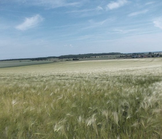 Getreidefelder, © Eifel heimisch