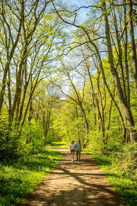 Zwei Wanderer gehen einen schmalen Pfad entlang eines Baches im Wald. Die Bäume sind spärlich, und die Sonne scheint durch die grünen Blätter.
