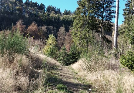 Pfad Wald Eicherscheid Oktober (co) Thei&szlig;en-Braun