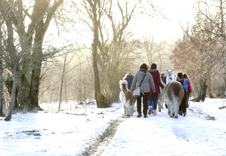 Wanderung mit den Lamas, &copy; Loni Liebermann