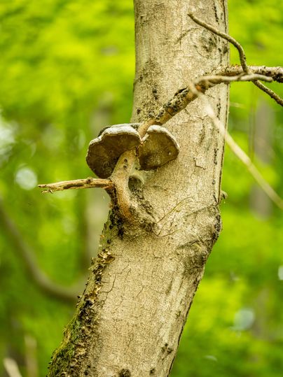 Ein Baumstamm mit einem auffälligen Pilz an der Seite. Der Hintergrund zeigt üppiges, grünes Laub.