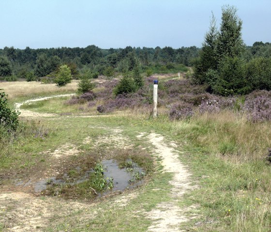 Bloeiende heide