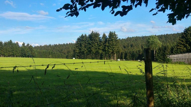 Eine grüne Wiese mit einer Drahtzaun und Bäumen im Hintergrund. Der Himmel ist klar und es ist ein sonniger Tag.