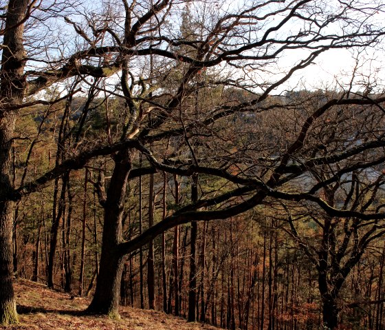 Door het herfstbos