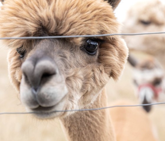 Alpaga, © Eifel Tourismus GmbH, AR - shapefruit AG