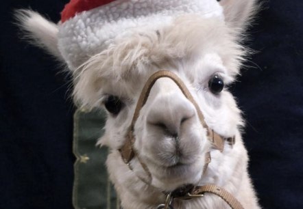 Nikolaus Bert, © Kermeter Alpakas