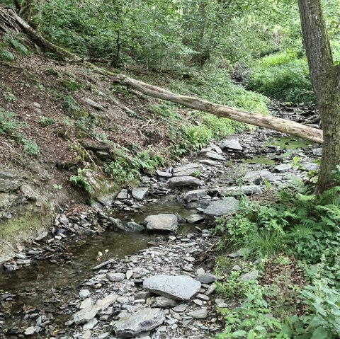 lebhaft murmelnder Richelsbach