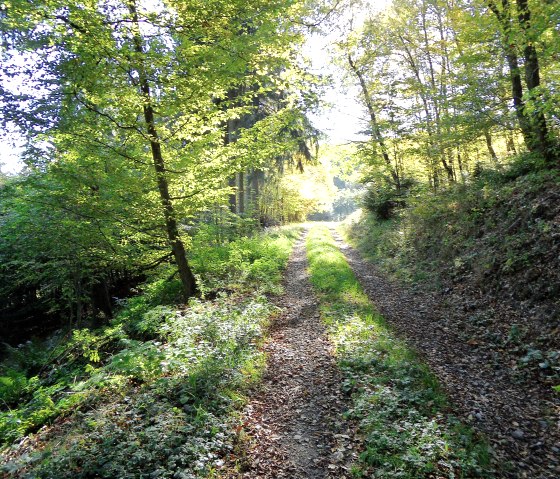Through the forest of the Eifel, © Eifel-yeti