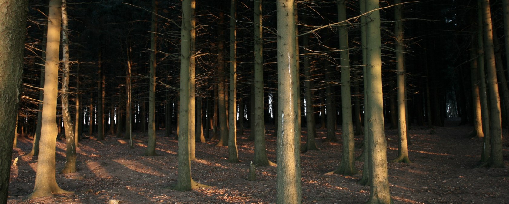 Vue sur les profondeurs de la forêt de Hürtgenwald
